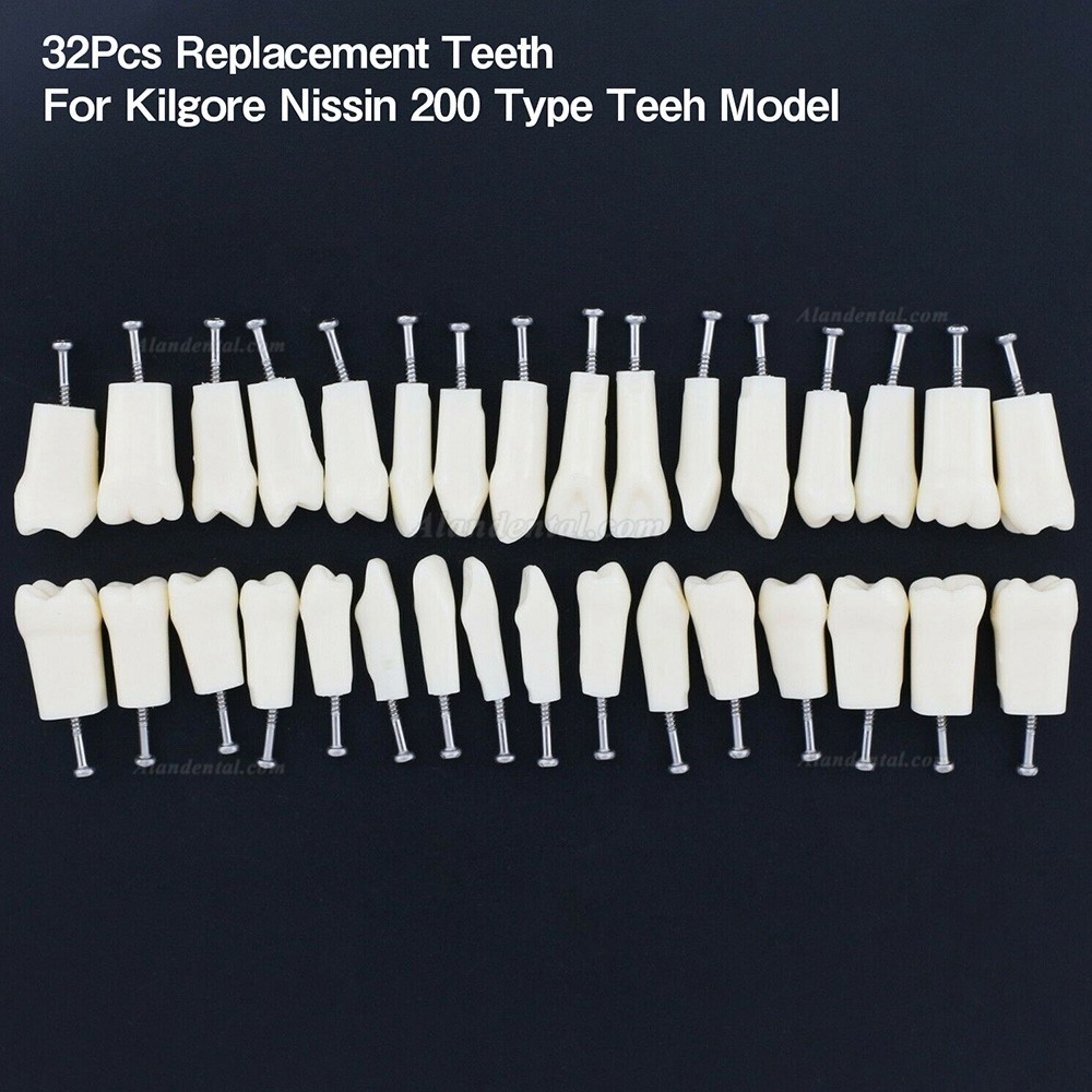 Dental Typodont Replacement Teeth M8024/M8025 Compatible Nissin Kilgore 200